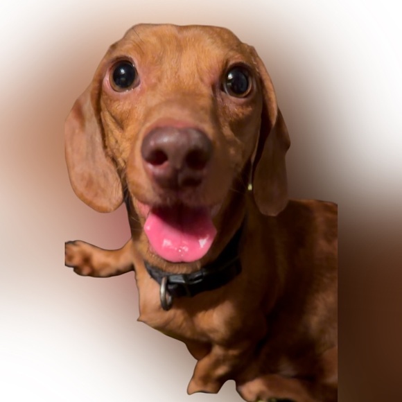 NEW Doxie-Rex T - Picture 7 of 12